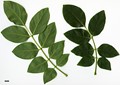 SpeciesSub: var. amurensis